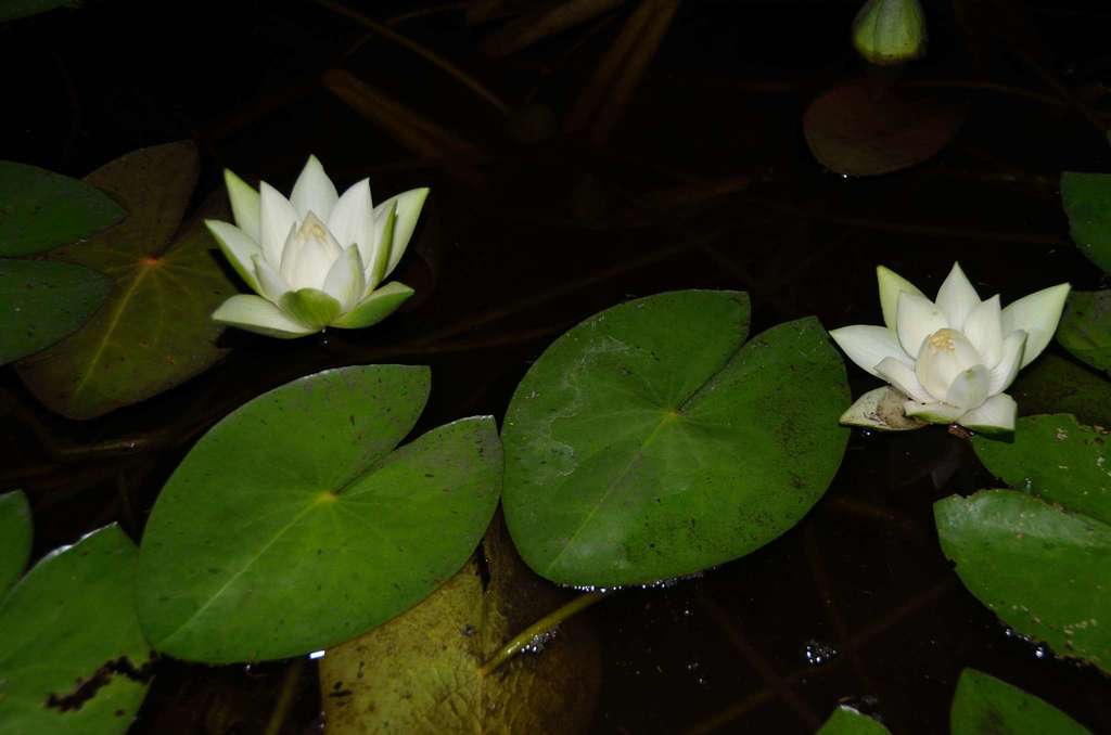 Lemon Chiffon Water Lily - Photo 2